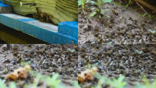 蜂房里蜂箱附近的死蜜蜂。高清在线视频素材下载