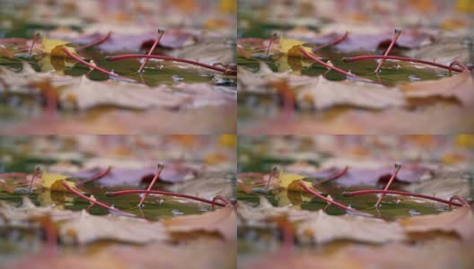 秋天:红的、黄的、绿的叶子躺在水坑里高清在线视频素材下载