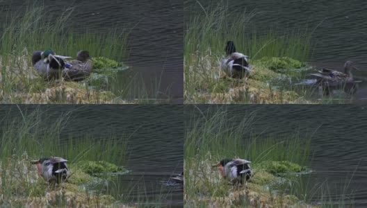 鸭子(Anas platyrhynchos)旁边的池塘高清在线视频素材下载