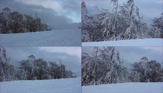 山坡上结了冰的树高清在线视频素材下载