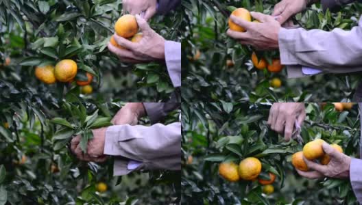 摘橘子高清在线视频素材下载