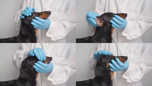 兽医在检查一只腊肠犬的眼睛。狗的白内障眼睛。宠物医疗保健理念。高清在线视频素材下载