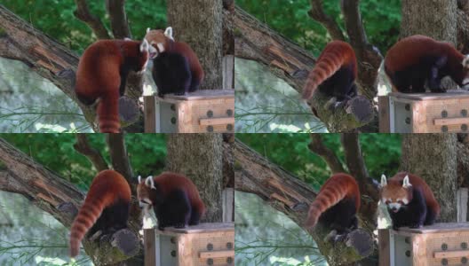 小熊猫，也叫小熊猫和红猫熊。高清在线视频素材下载