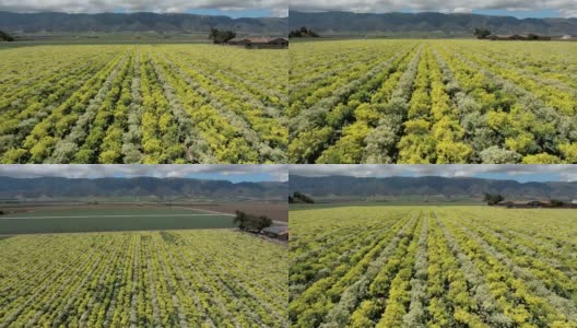 在加利福尼亚中部的一大片农田里，在一排排的蔬菜上飞行高清在线视频素材下载