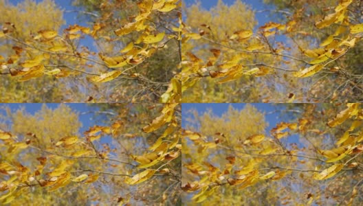 特写的树枝与黄色的树叶对着秋天的蓝天。高清在线视频素材下载