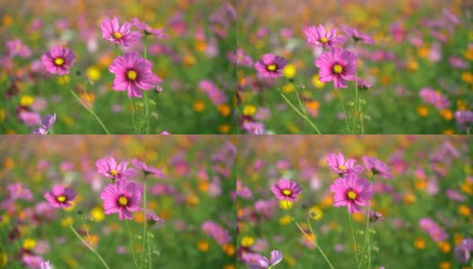 清晨的草原宇宙花，大自然花的概念高清在线视频素材下载