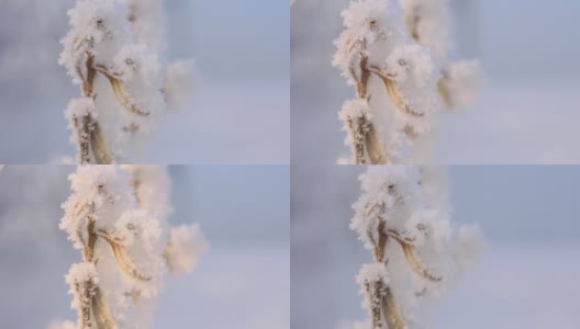 白雪覆盖的树枝特写。冬季自然景观的微距摄影。高清在线视频素材下载