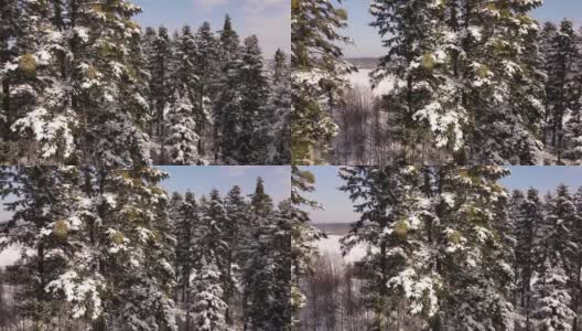令人惊叹的无人机镜头覆盖在阳光明媚的一天，冬天大自然美丽的欧洲鸟瞰松林山，季节旅行白色冰冻的自然田园诗。户外生活方式的概念高清在线视频素材下载