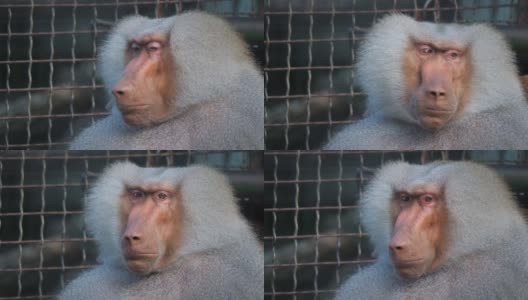 动物园笼子里的古怪害羞的hamadryas狒狒。高清在线视频素材下载