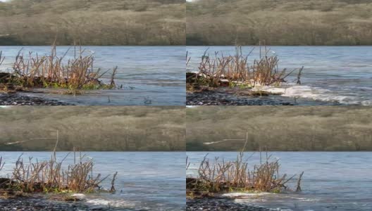春天苏格兰湖边枯萎的芦苇高清在线视频素材下载