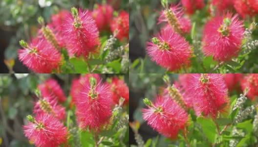 花园里的红色热带花朵，4k慢镜头，60fps高清在线视频素材下载