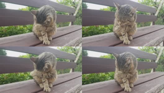 一只成年的灰色虎斑猫坐在花园的木凳上，饭后被彻底清洗高清在线视频素材下载