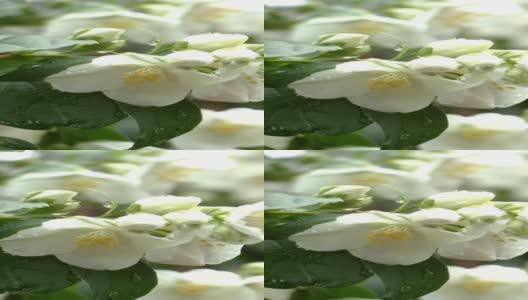 春天微风中，白色的茉莉花在灌木上摇曳。高清在线视频素材下载