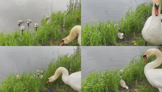 天鹅和他们所有的小鸭子在池塘和岸边高清在线视频素材下载