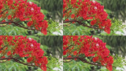 美丽的红花树枝在微风中艳丽地摇曳。高清在线视频素材下载
