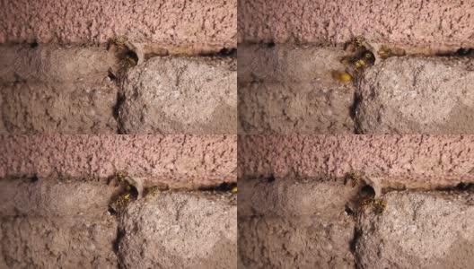 黄蜂的巢，大黄蜂。马蜂窝的特写镜头。近的黄黄蜂，黄黄蜂，欧洲黄蜂，德国黄蜂，黄夹克，黄夹克，德国黄夹克。昆虫，昆虫，昆虫，昆虫高清在线视频素材下载