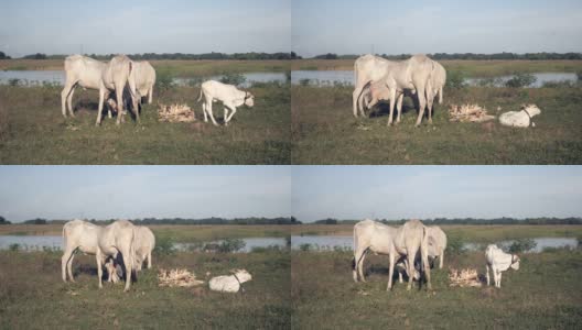 白色的母牛站在田野里吃草，一头小牛躺在旁边高清在线视频素材下载