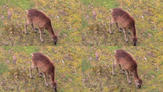 一只小鹿在动物公园里吃草的俯瞰图高清在线视频素材下载