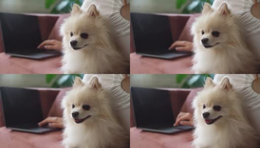 特写的漂亮的微型斯皮兹宠物狗坐在附近不认识的年轻女子打字在笔记本电脑上躺在沙发上。高清在线视频素材下载
