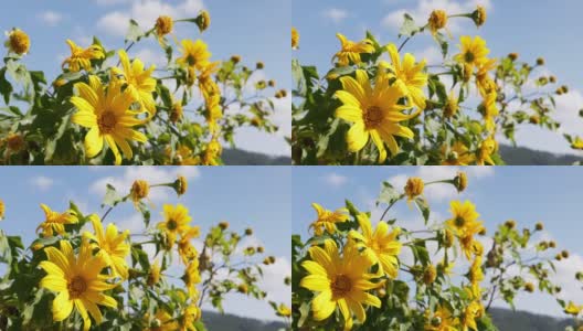 金盏花，蓝色天空下的墨西哥向日葵高清在线视频素材下载