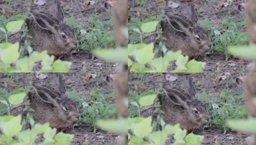 野兔坐在灌木丛里，特写镜头，灰兔坐在森林里高清在线视频素材下载