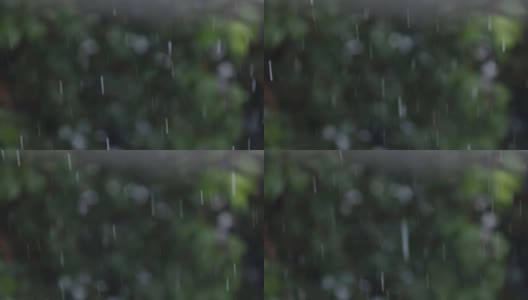 轻雨树的背景高清在线视频素材下载