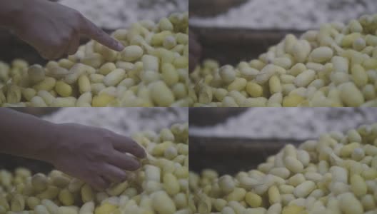 煮蚕的传统民俗高清在线视频素材下载