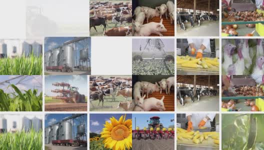 农业-食品生产多屏高清在线视频素材下载