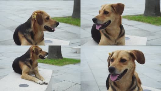 流浪狗在公园里躺着休息。耳朵里有芯片标签的狗。高清在线视频素材下载