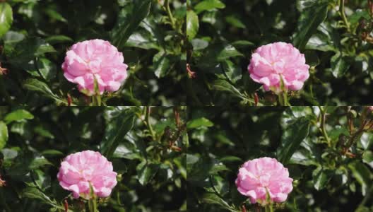 玫瑰在阳光灿烂的日子在花园里盛开高清在线视频素材下载