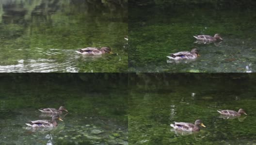 两只鸭子在清澈的湖水中游泳高清在线视频素材下载