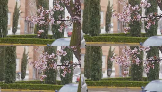 开花的树在飘落的雪和路人带伞的背景高清在线视频素材下载
