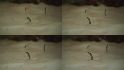 花园鳗鱼-金鱼鳗在水族馆高清在线视频素材下载