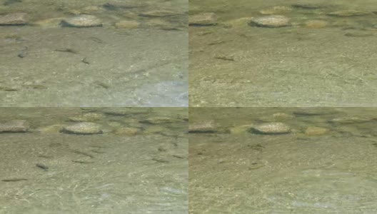 鱼在干净的河里游泳高清在线视频素材下载