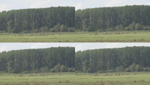草地上的羊高清在线视频素材下载