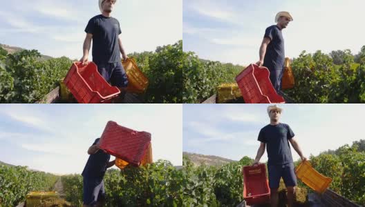 农民们在卡车上向葡萄园投掷葡萄箱高清在线视频素材下载