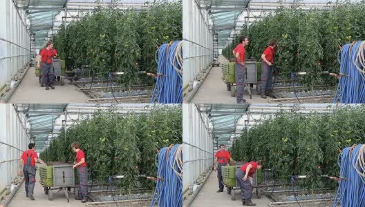 温室里的番茄高清在线视频素材下载