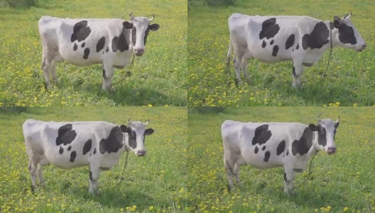 黑白相间的奶牛在田野上吃草，黄色盛开的蒲公英，田园般的夏日景色。高清在线视频素材下载