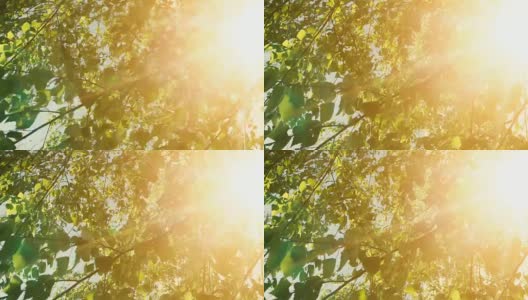 温暖的颜色自然场景与树叶和阳光与镜头光晕高清在线视频素材下载