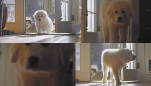 可爱的白毛小狗来到镜头前高清在线视频素材下载