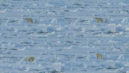 北极熊和幼崽高清在线视频素材下载