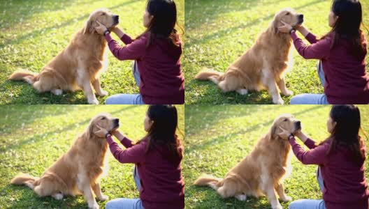 SLO MO亚洲女人扮演金毛猎犬的脸颊高清在线视频素材下载