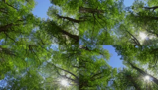 在夏日的森林里，穿过高大的绿树。向上看，向上看。绿色的新鲜的叶子和早晨的阳光。UHD 4 k高清在线视频素材下载