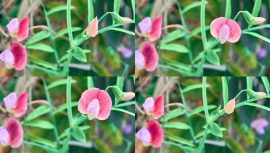 西班牙vetchling - Lathyrus clymenum时间流逝视频高清在线视频素材下载