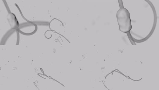 3D实验室背景中的埃博拉病毒类型细胞。动画细胞移动高清在线视频素材下载
