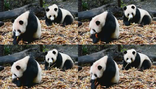 两只大熊猫在吃东西高清在线视频素材下载