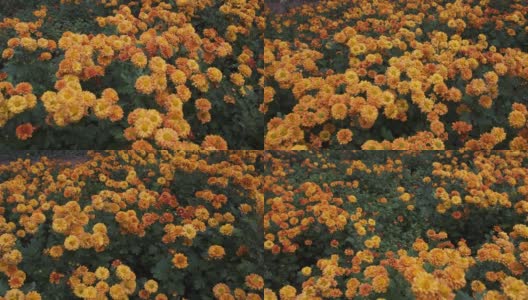 镜头掠过长满桔黄色花朵的林间空地高清在线视频素材下载