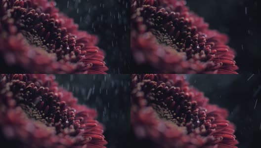 宏观侧观酒红菊在喷水高清在线视频素材下载