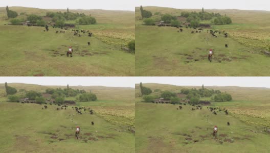 马背上的阿根廷高乔牧人带着牛群回到牧场高清在线视频素材下载