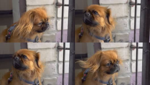 一只红毛的北京哈巴狗看着镜头，然后转过身去。风吹起了狗的毛。高清在线视频素材下载